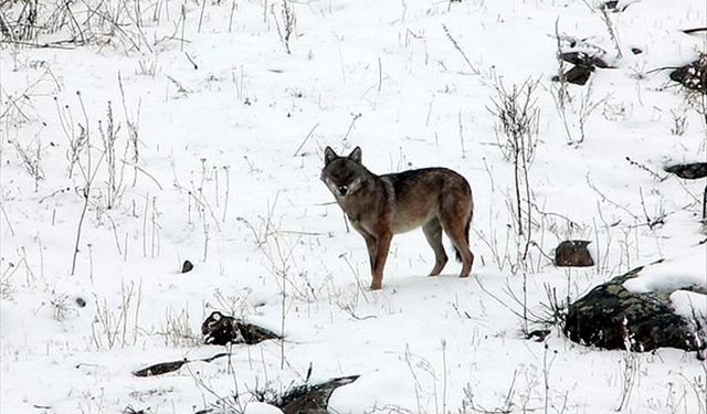 Aman Dikkat! Yozgat'ta Kurt Tehlikesi!