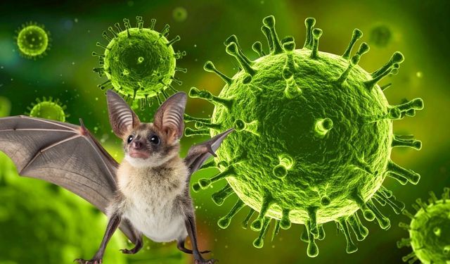 Nipah Virüsü Nedir, Türkiye’de Var mı? İşte Merak Edilen Tüm Detaylar