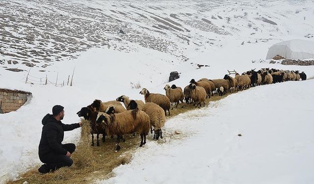 Kar ve soğuk havada besicilerin zorlu mesaisi sürüyor