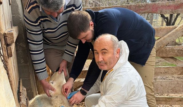 Aydıncık’ta Şap Hastalığına Karşı Saha Çalışması Tamamlandı