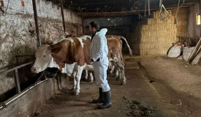 Üreticiler Dikkat! Sorgun’da Şap Aşı Takvimi Resmen Başladı