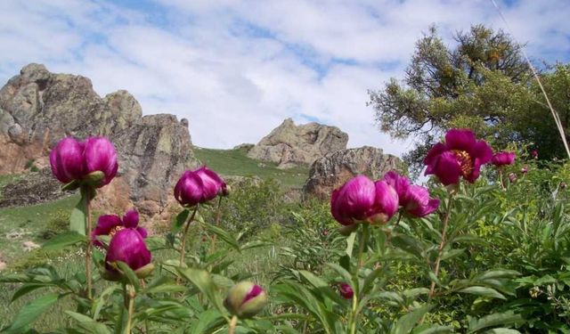 Yozgat Cehirlik Yaylası nerede? Cehirlik Yaylası'na nasıl gidilir?