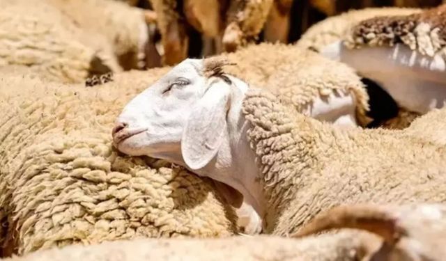 2026 yılı kurbanlık fiyatları ne kadar oldu? Kurban pazarlığı erken başladı