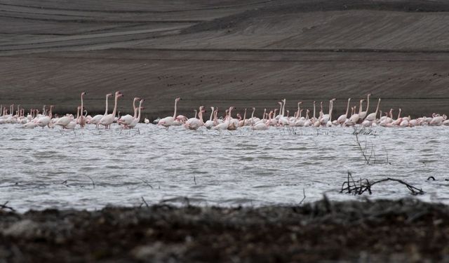 Baharın Habercisi Yozgat’ta: Gelingüllü Barajı’nda Flamingo Şöleni Başladı