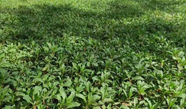 Dağlardan Sofralara: Yozgat’ta Madımak Sezonu Açıldı