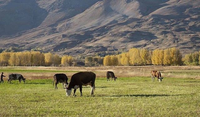 Yozgat'ta Hayvancılık Yapmak İçin Gerekli Belgeler: Arazi Kullanımı ve Tarımsal Destekler