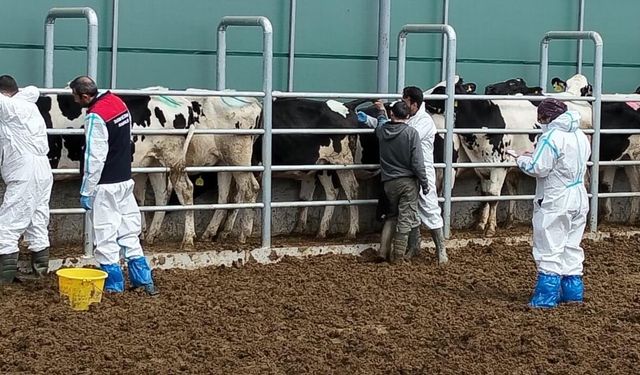 Sarıkaya'da Damızlık İşletmelerinde Kan Testleri Devam Ediyor