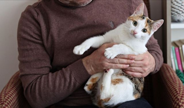 Türkiye’de Yapılan Çalışma Dikkat Çekti: Evdeki Sigara Dumanı Evcil Hayvanları Düşündüğünüzden Fazla Etkiliyor