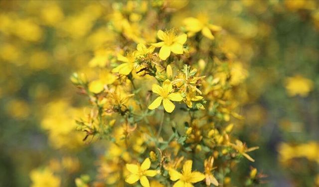 Yozgat Bozok Üniversitesi'nde Önemli Çalışma: "Bitkisel Olduğu İçin Zararsız” Yanılgısı