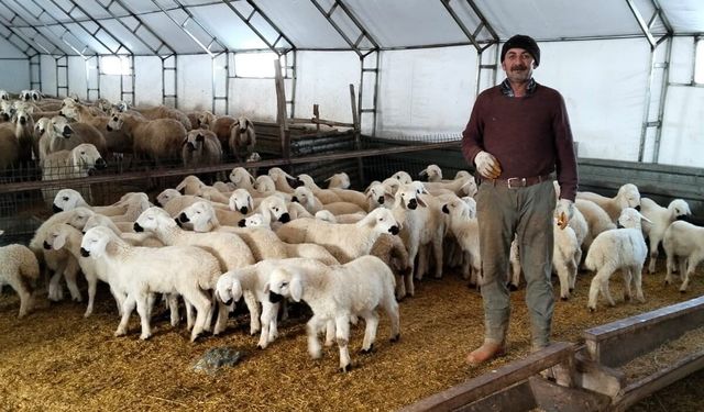 Yozgat'ta Küpeler Takılıyor, Aşılar Tamamlanıyor