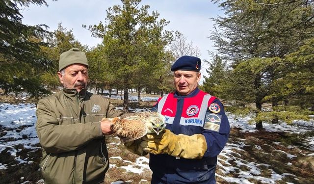 Yozgat'ta Yaralı Şahine Jandarma Sahip Çıktı