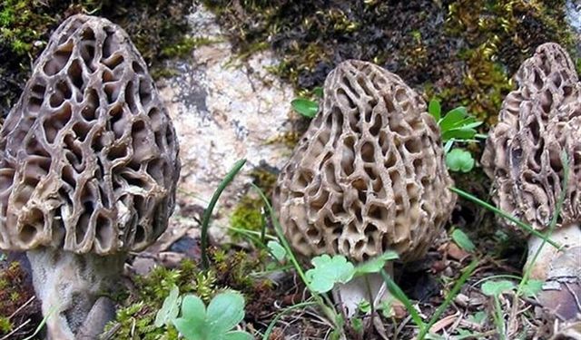 Vatandaşlar doğada “hazine” buldu: Yozgat’ta kuzu göbeği mantarı bereketi