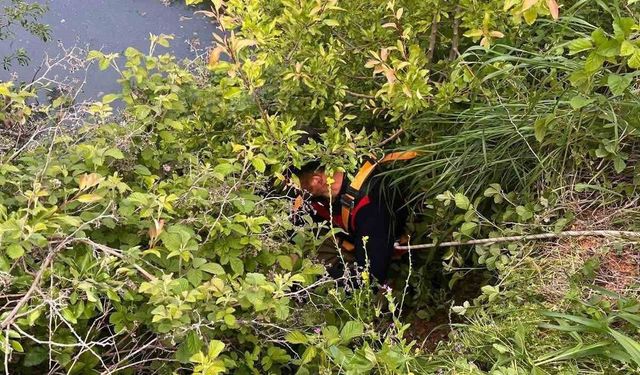 Gölete Düşen Hayvan İtfaiye Tarafından Kurtarıldı