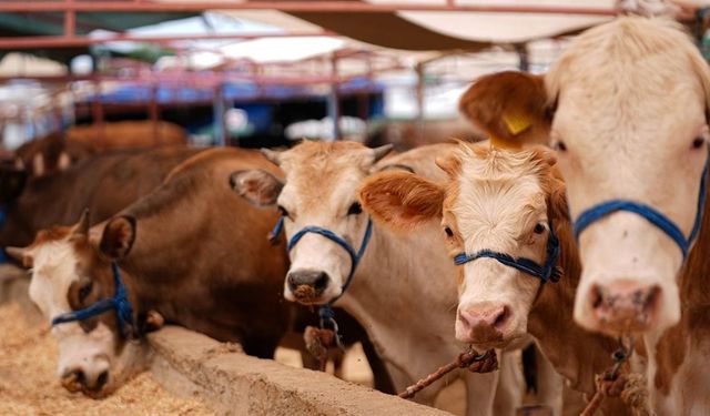 Kurban seçerken bunlara dikkat edin! İşte kurbanlık hayvan seçmenin püf noktaları