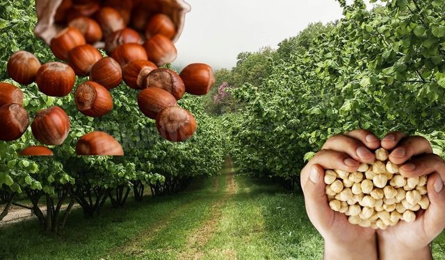 Fındıkta Yüzyılın Krizi: TMO’ya “Oyunları Boz” Çağrısı