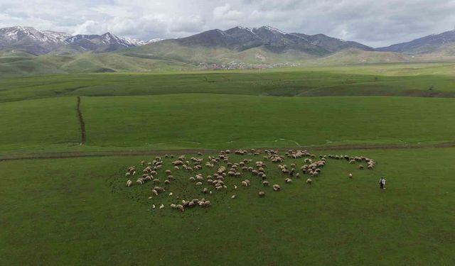Doğadan Huzur Dolu Kareler: Sığırcık Kuşları  Dans Etti