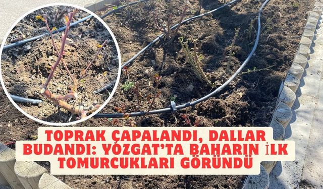 Toprak Çapalandı, Dallar Budandı: Yozgat’ta Baharın İlk Tomurcukları Göründü