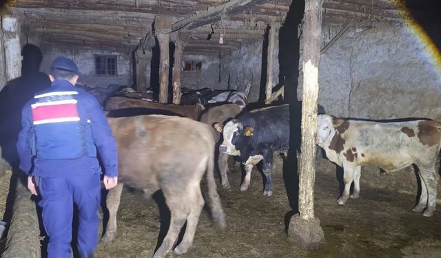 Yozgat’ta 22 Büyükbaş Kaybolmuştu, Jandarma Harekete Geçti