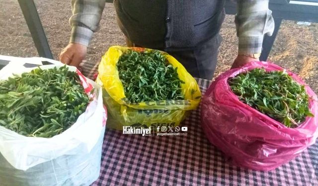 Yozgat’ta Madımak Bereketi Tezgahlara İndi: Fiyatlar Dikkat Çekti