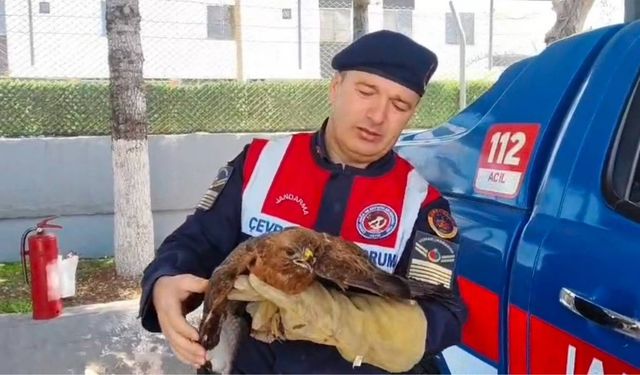 Yozgat’ta Yaralı Şahin Tedaviye Alındı, Yaban Hayatı İçin Özel Destek Başlatıldı