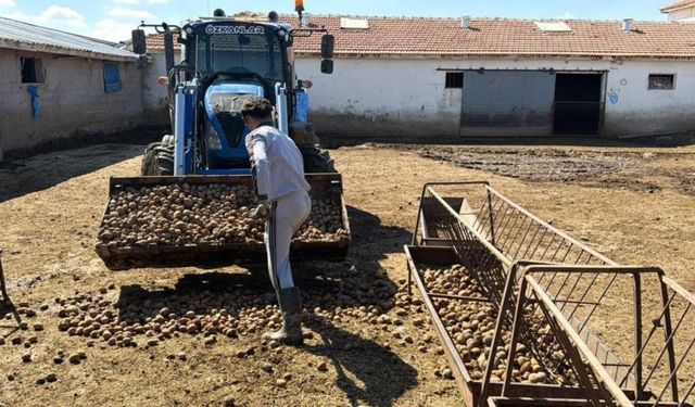 Yozgat'ta Yem Alamayan Besiciler Patatese Yöneldi