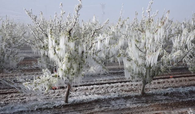 Bakanlık'tan çiftçilere kritik zirai don uyarısı! O tarihe kadar sürecek