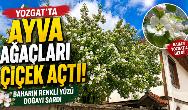 Yozgat’ta Ayva Ağaçları Çiçek Açtı: Baharın Renkli Yüzü Doğayı Sardı