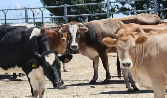 Kurbanlık fiyatlarında milyonların beklediği tarife netleşti