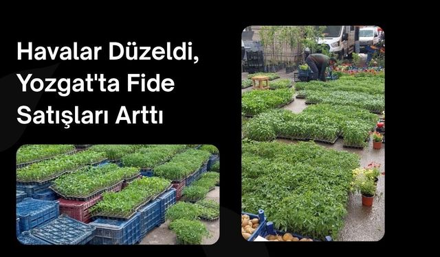 Havalar Düzeldi, Yozgat'ta Fide Satışları Arttı