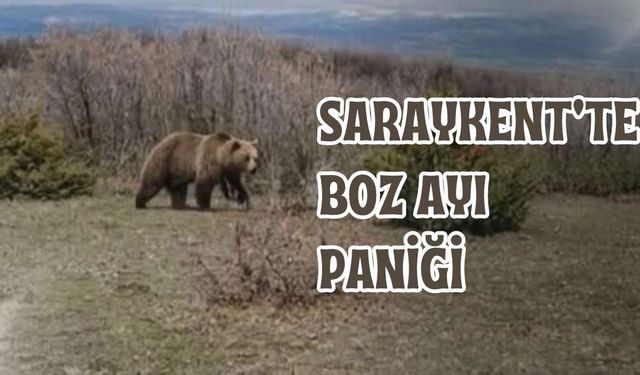 Saraykent'te Boz Ayı Paniği