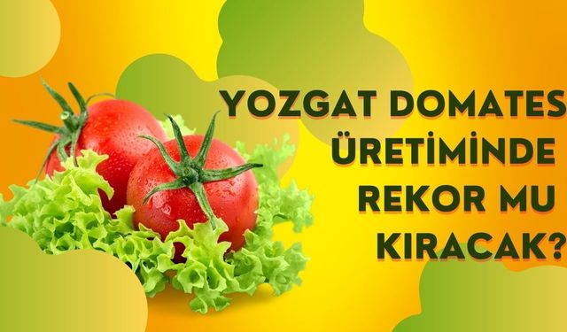 Yozgat Domates Üretiminde Rekor Mu Kıracak?