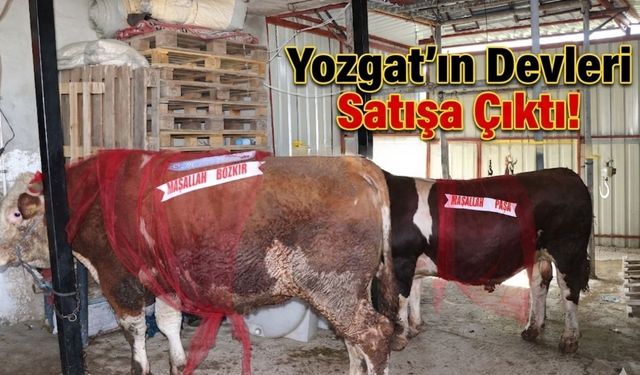 Yozgat’ın Devleri Satışa Çıktı!