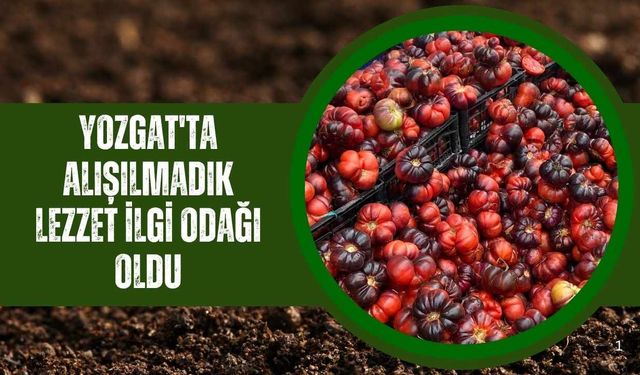 Yozgat'ta Alışılmadık Lezzet İlgi Odağı Oldu