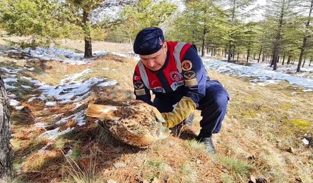 Yozgat’ta Vatandaşlar Doğada Buldukları Şahini Kurtardılar