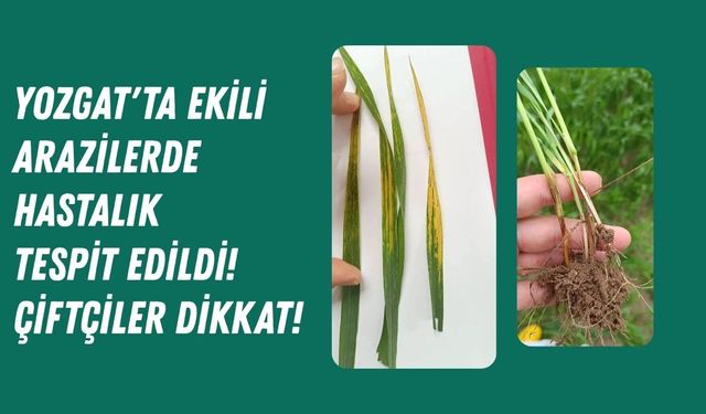 Yozgat'ta Ekili Arazilerde Hastalık Tespit Edildi! Çiftçiler Dikkat!