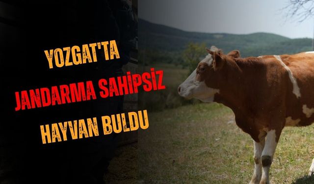 Yozgat'ta Jandarma Sahipsiz Hayvan Buldu