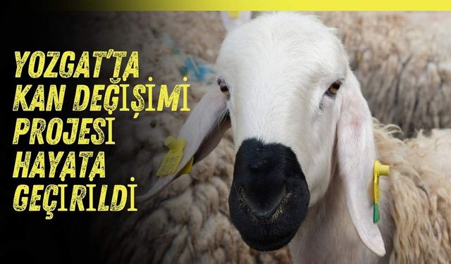 Yozgat’ta Kan Değişimi Projesi Hayata Geçirildi