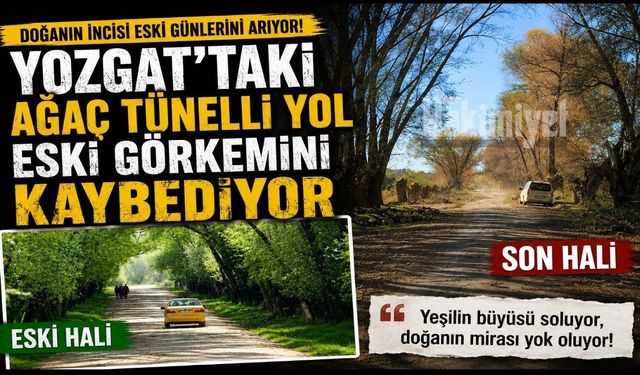 Yozgat’taki Ağaç Tünelli Yol Eski Görkemini Kaybediyor