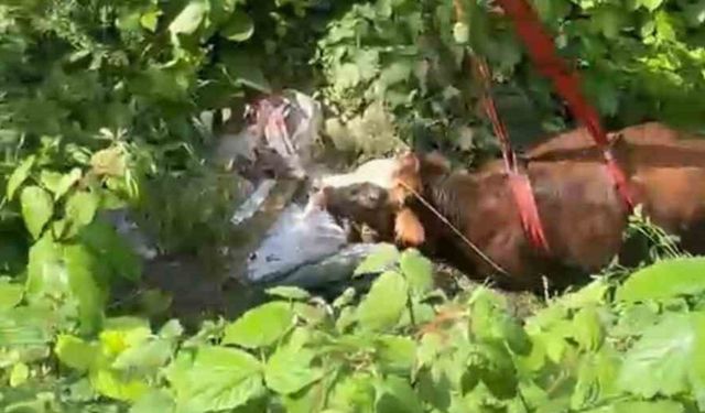 Dereye düşen kurbanlık inek vinçle kurtarıldı