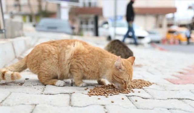 Onlar Konuşamıyor, Biz Görmezden Gelmeyelim