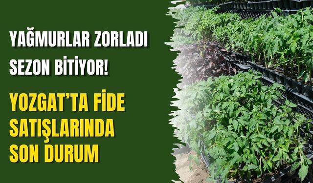 Yağmurlar Zorladı Sezon Bitiyor! Yozgat’ta Fide Satışlarında Son Durum
