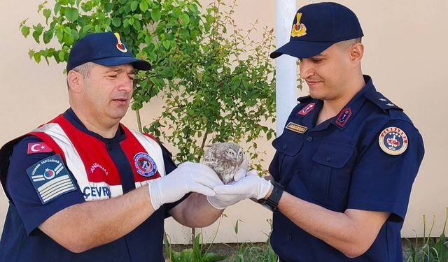 Yaralanan Yavru Baykuşa Yozgat'ta Jandarma Sahip Çıktı