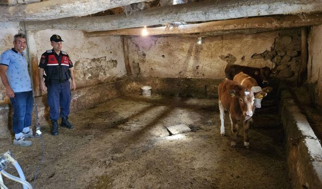 Yerköy'de Kaybolan Hayvanlar Jandarma Tarafından Bulundu
