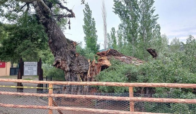 Yozgat Çekerek'te 200 Yıllık Ulukavak Anıt Ağacı Devrildi