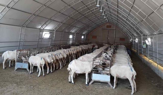 Yozgat Küçükbaş Hayvancılıkta Vites Yükseltiyor! 73 Modern Portatif Ağıl Sahada