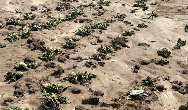 Yozgat'ın İki İlçesinde Aniden Bastırdı! Ekili Alanlar Savaş Alanına Döndü