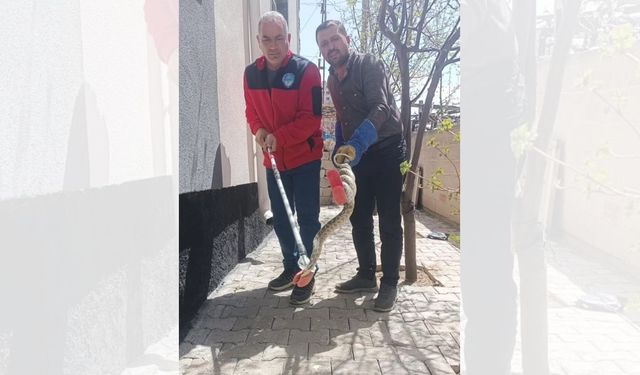 Yozgat'ta Bahçeden Çıkan Dev Yılan Korkuttu