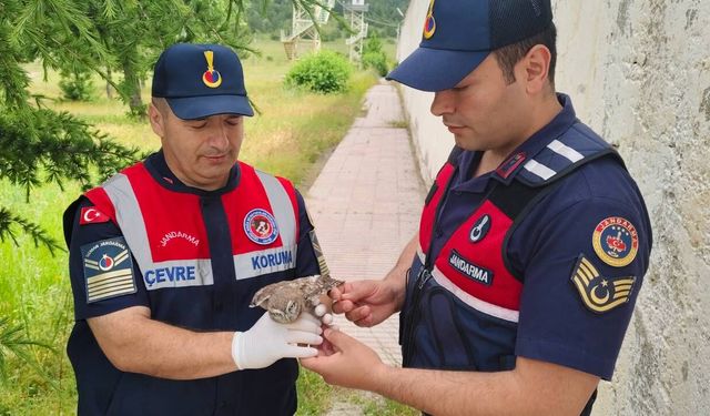 Yozgat'ta Çatıdan Düşen Yaralı Yavru Baykuşa Jandarma El Uzattı