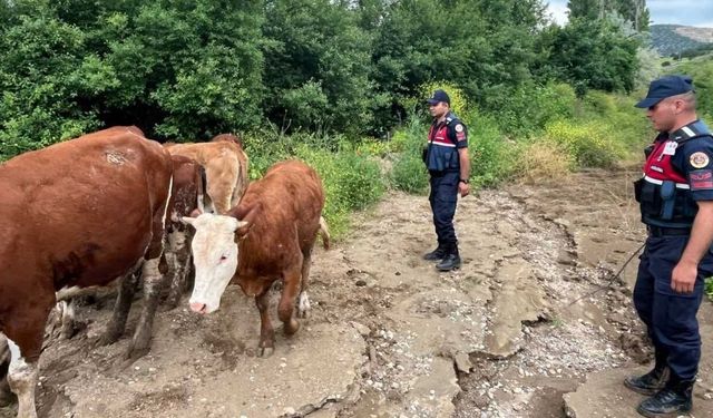 Yozgat’ta Jandarmadan Örnek Çalışma! Umutların Tükendiği Anda Devreye Girdiler