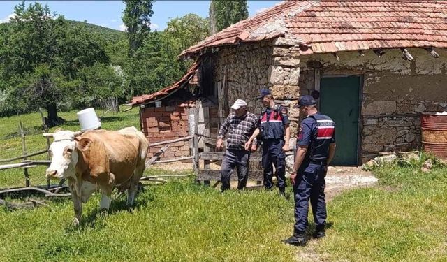 Yozgat'ta Kaybolan 3 Büyükbaş Hayvan Jandarma Tarafından Bulundu